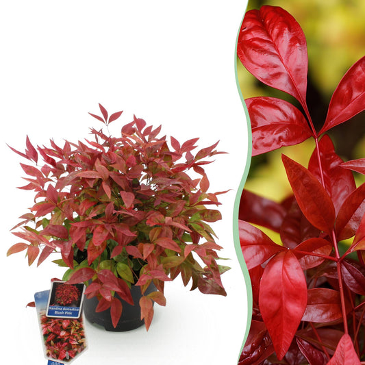 Garden plant - Nandina Blush Pink - Dark Pink - 1 Plant - Evergreen - Low Maintenance - Pot 17cm Height 40cm