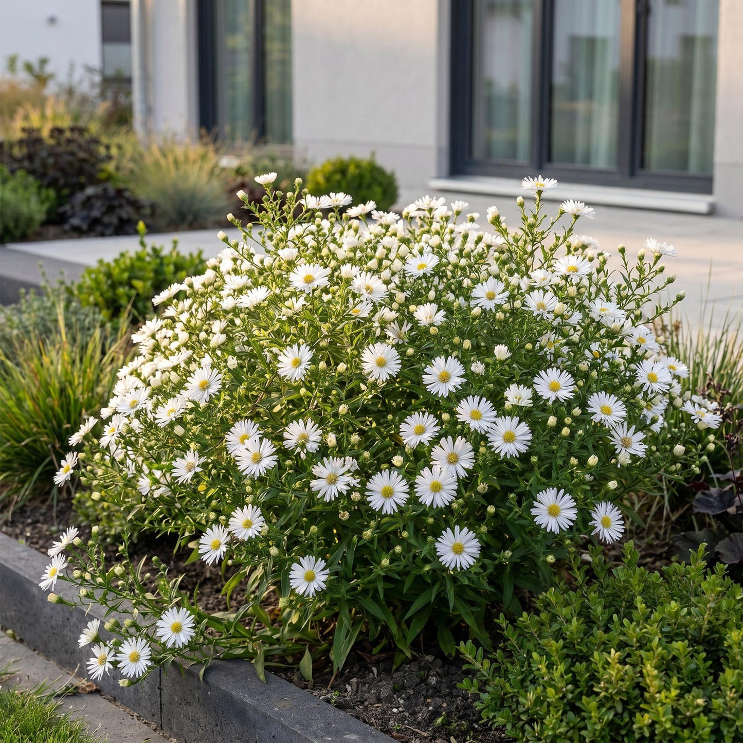 Vasteplant - Aster (D) Schneekissen - Zeeaster - Bijen en Vlinderlokkers - Wit - 3 Planten - Pot 11cm - Hoogte 15-25cm