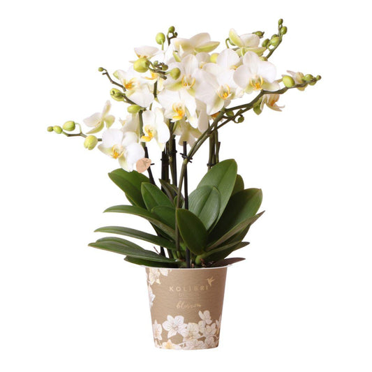 Orchidee colibrì | Orchidea Phalaenopsis bianca - Losanna - dimensioni vaso Ø12cm | pianta d'appartamento in fiore - fresca dal coltivatore