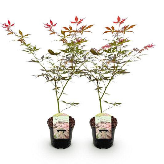 Green boutiQ - Pianta da terrazza - Acero giapponese - Acer palmatum Sumi-nagashi - Rosso - 2 Piante - Decidua - Vaso 19 cm Altezza 70 cm