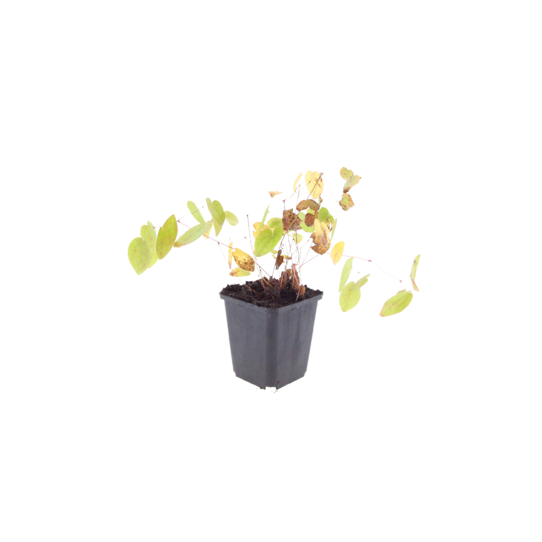 6x Epimedium y. 'Niveum' - ↕10-25cm - Ø9cm