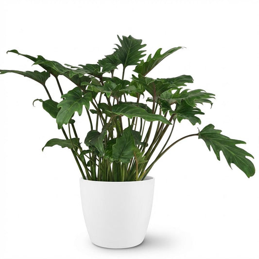 Green boutiQ - Indoor plant - Philodendron - Philodendron Xanadu - Green - Low maintenance - 1 Plant - with Potter White - Pot 19cm - Height 60cm
