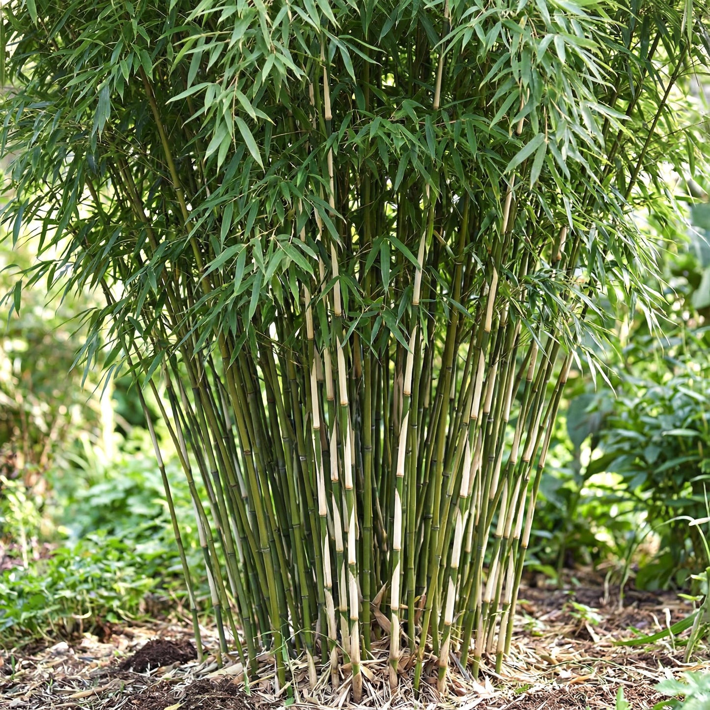 Grassen - Fargesia robusta Pingwu - Niet Woekerende Bamboe - Bladhoudend - Groen - 1 Plant - Pot 23 cm - Hoogte 80 cm