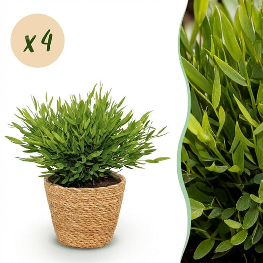 Kamerplant - Bamusa Pogonatherum Monica - Bamboegras - Huisdiervriendelijke Plant - Groen - 4 Planten - met Mand - Pot 12cm - Hoogte 20cm