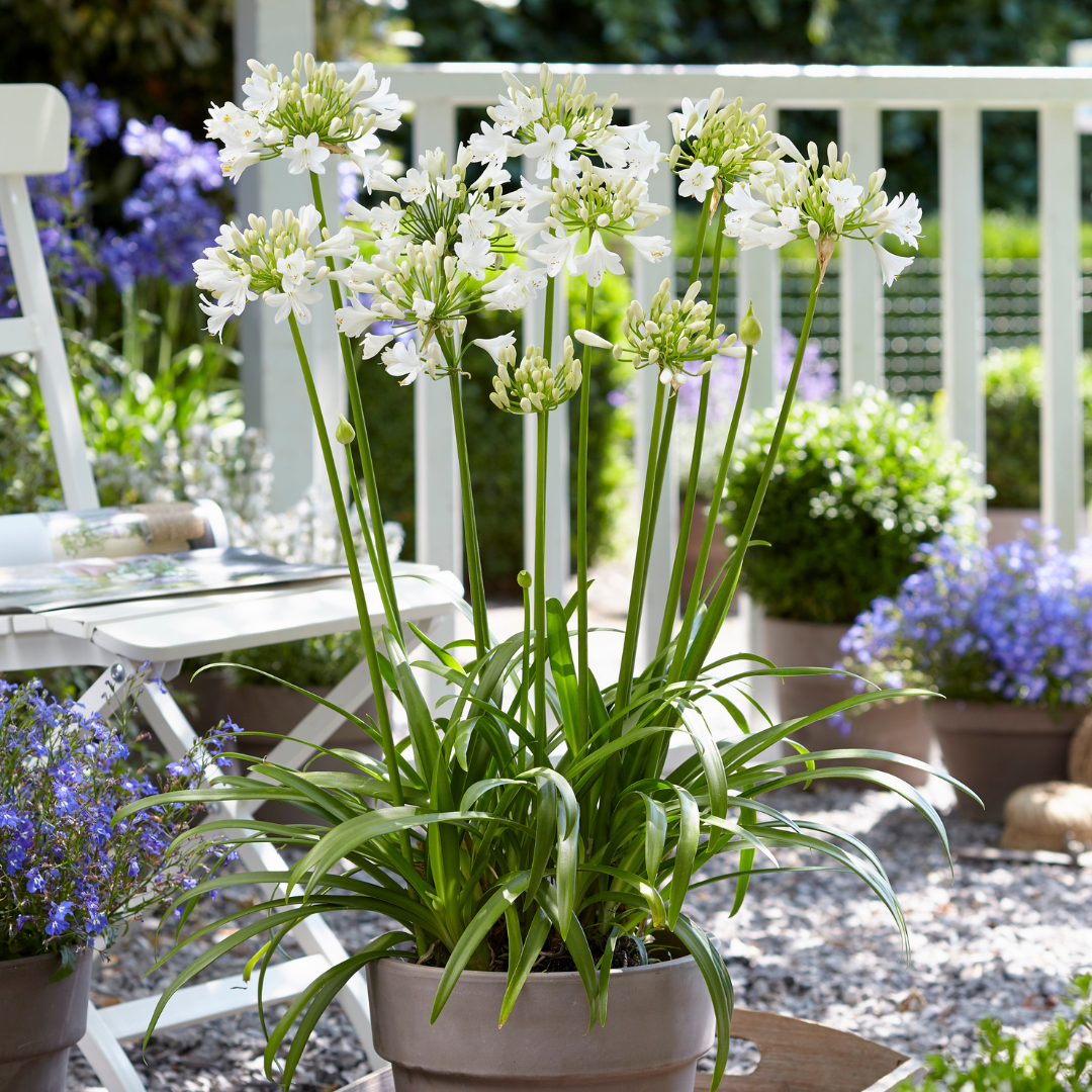 Agapanthus 'Everwhite' 23cm