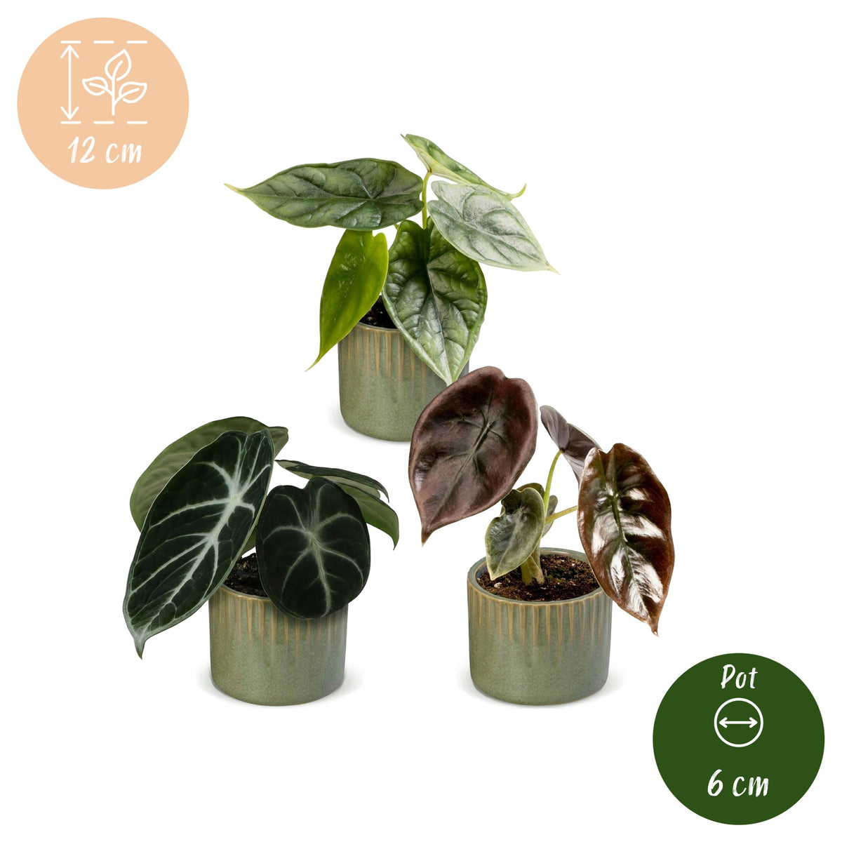 3x Baby Alocasia Tricolour - Red - Green - Black - Tropical - incl. Linnea Olive - Ø6cm - ↕12cm