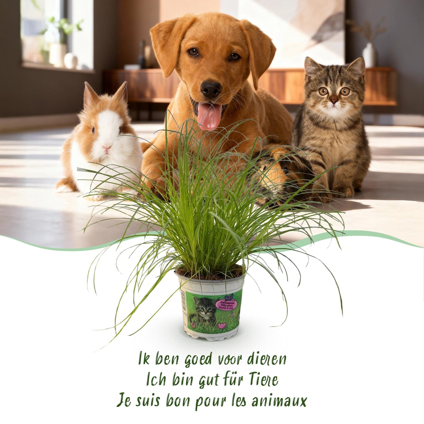 Houseplant - Cyperus alternifolius Zumula - Cat Grass - Pet-Friendly Plant - Green - 1 Plant - with Basket - Pot 12cm - Height 20cm