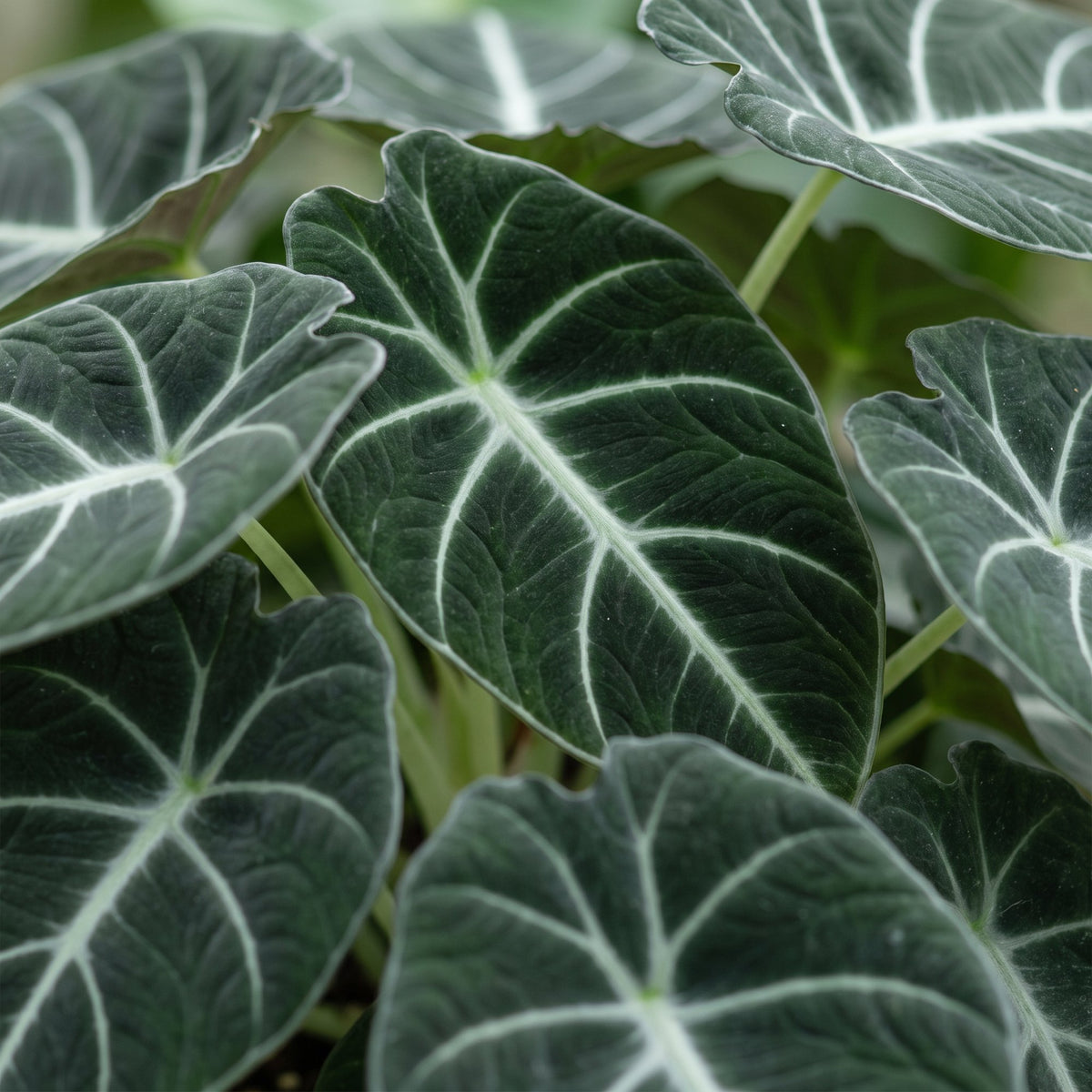 Alocasia Ninja - Alocasia Ninja - Zwart - Tropisch - Ø6cm - ↕10cm