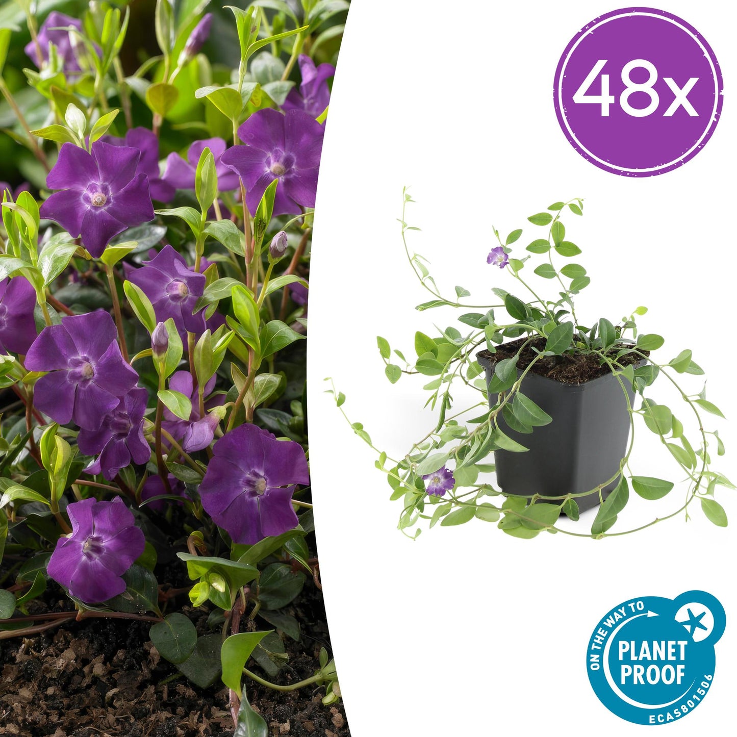 48x Vinca minor 'Atropurpurea', - ↕10-25cm - Ø9cm