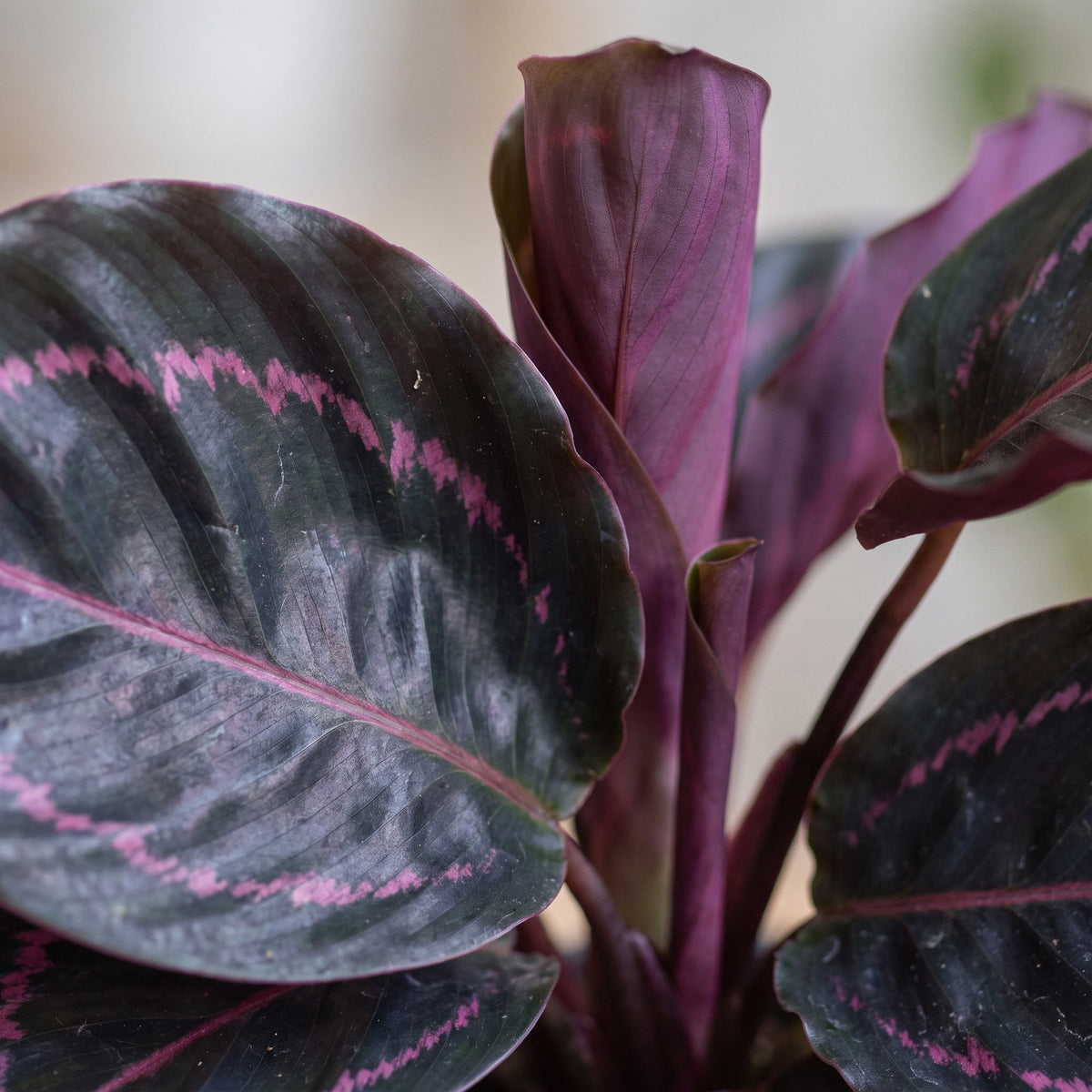 Calathea Dottie® - Pauwenplant - Paars - Roze - Tropisch - Ø6cm - ↕15cm