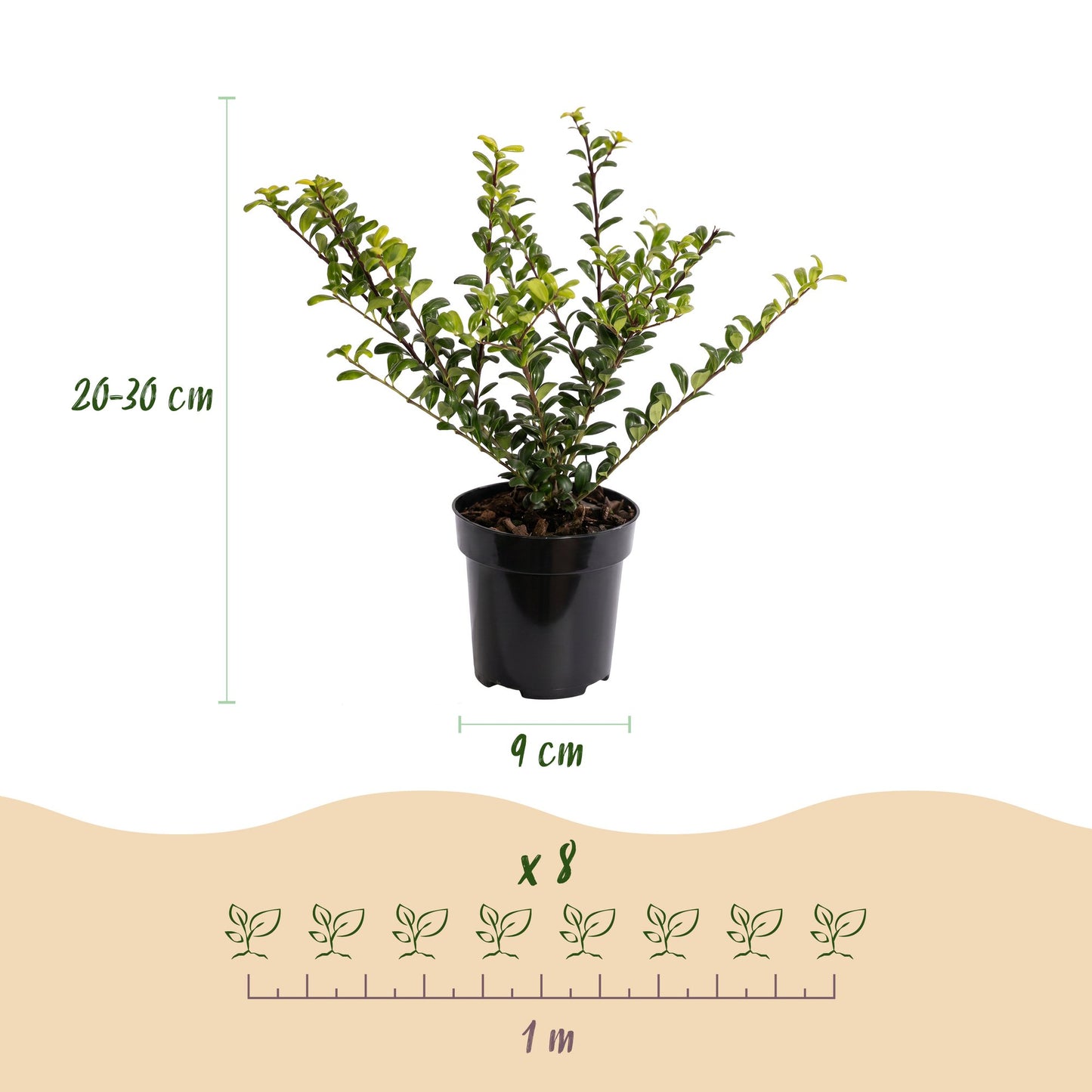 40x Ilex crenata Convexa - Japanese Holly - Hedge Plants - Evergreen - Green - 9cm Pot - Height 20-30cm