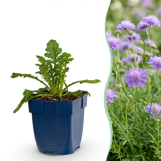 Green boutiQ - Plante vivace - Scabiosa col. Butterfly Blue - Plante à fleurs - Attire abeilles et papillons - Violet - 6 Plantes - Pot 11cm - Hauteur 15-25cm