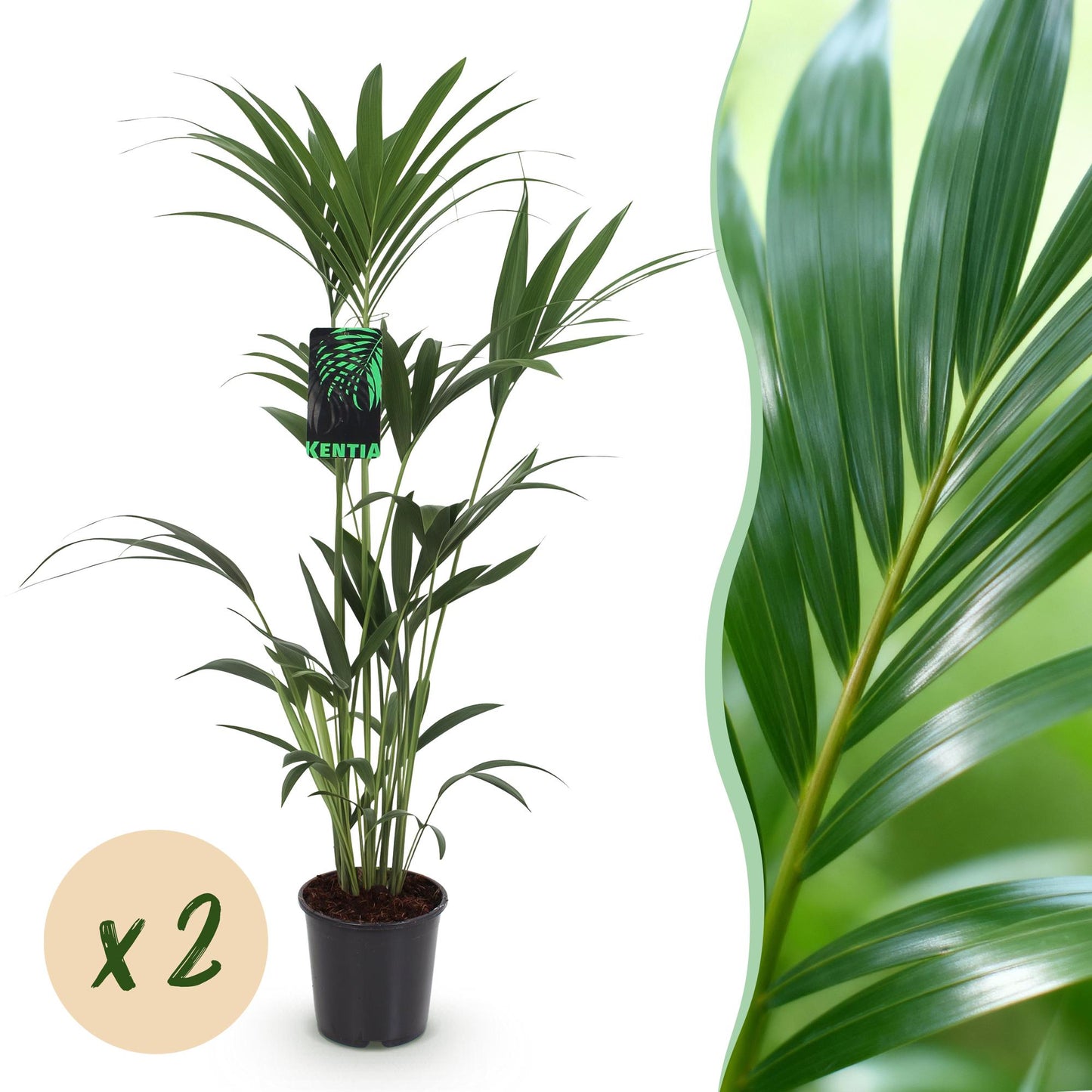 Green boutiQ - Houseplant - Howea Forsteriana - Kentia Palm - Low Maintenance - Green - 2 plants - Pot 21cm - Height 120-130cm