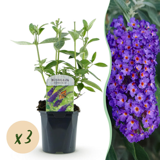Garden Plant - Buddleja davidii Empire Blue - Butterfly Bush - Winter Hardy - Blue - 3 Plants - Pot 17cm - Height 45cm