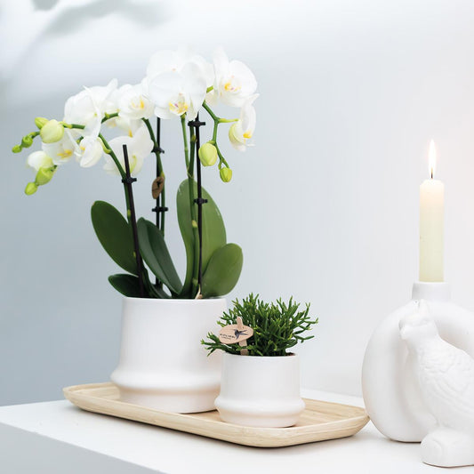 Orchidee colibrì | OFFERTA COMBI di 2 orchidee Phalaenopsis bianche - Amabilis - vaso Ø9cm | pianta d'appartamento in fiore - fresca dal coltivatore