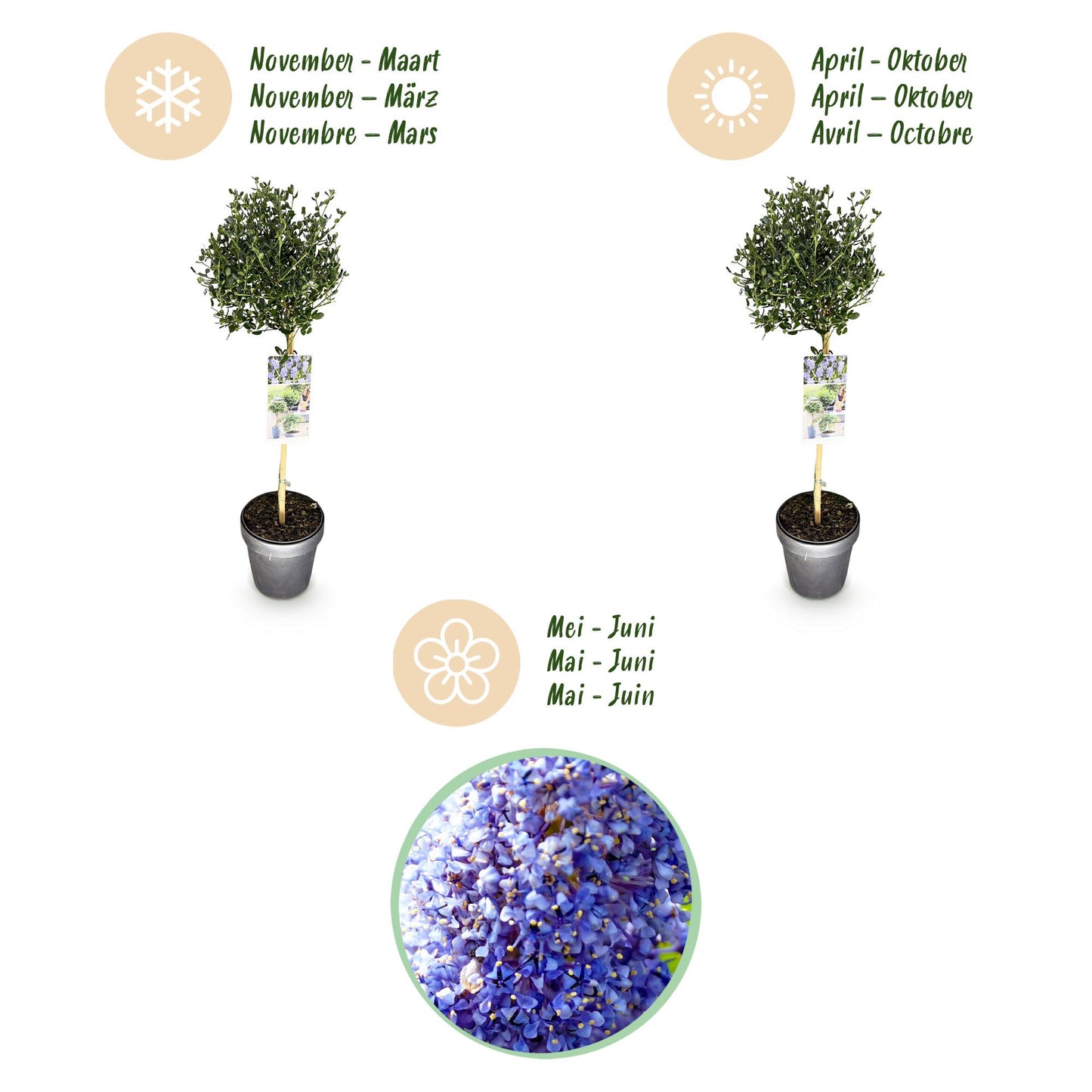 Green boutiQ - Plant on Stem - Ceanothus impressus Victoria - Patio Plant - Evergreen - Winter Hardy - Purple Flower - Pot 19cm Height 90cm