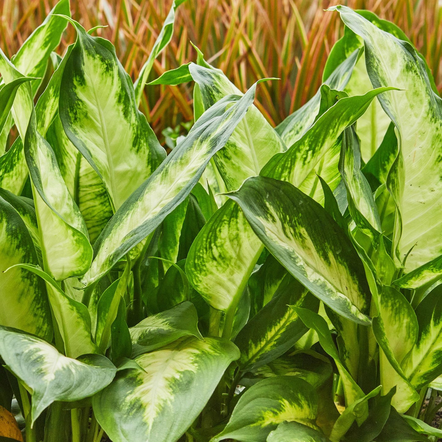 Green BoutiQ - Green is... Houseplants - Diefenbachia Camilla - Dieffenbachia - Low maintenance - with basket - Green - 2 Plants - Pot 17cm - Height 45-50cm