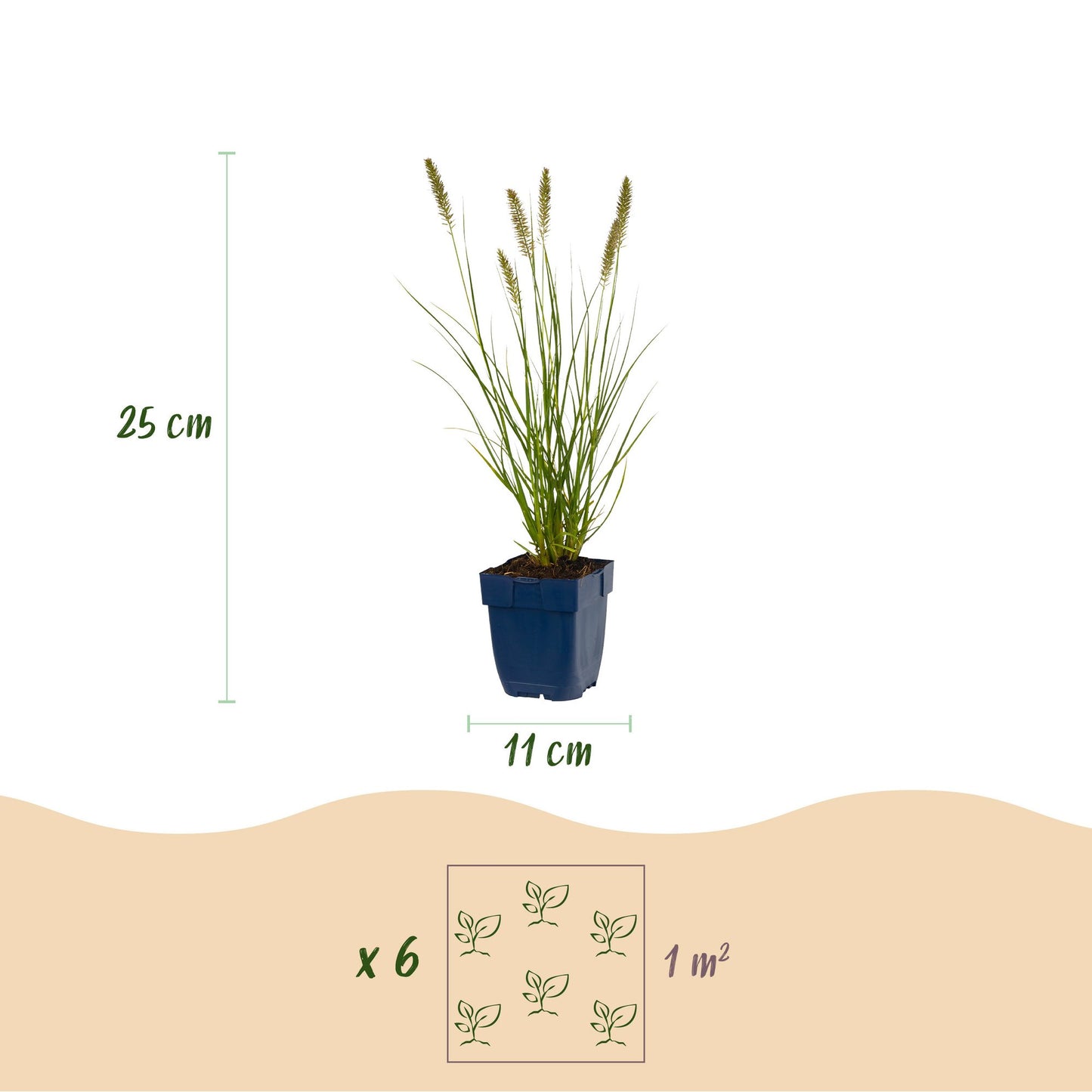 Grasses - Pennisetum alop. Hameln - Fountain Grass - With Plume - Green - 1 Plant - Pot 11cm - Height 15-25cm