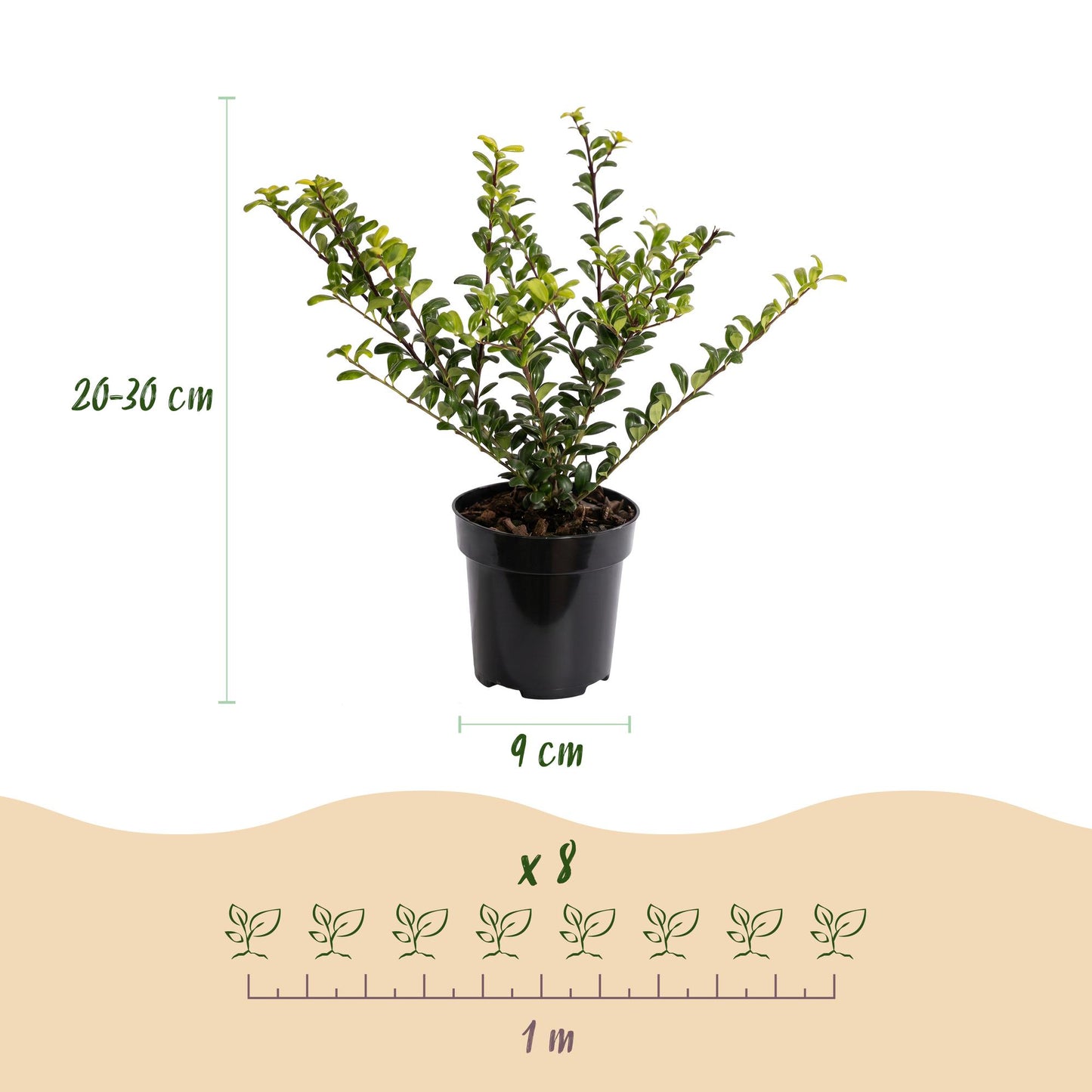 40x Ilex crenata Golden Gem - Japanse Hulst - Haagplanten - Groenblijvend - Geel - Pot 9cm - Hoogte 20-30cm