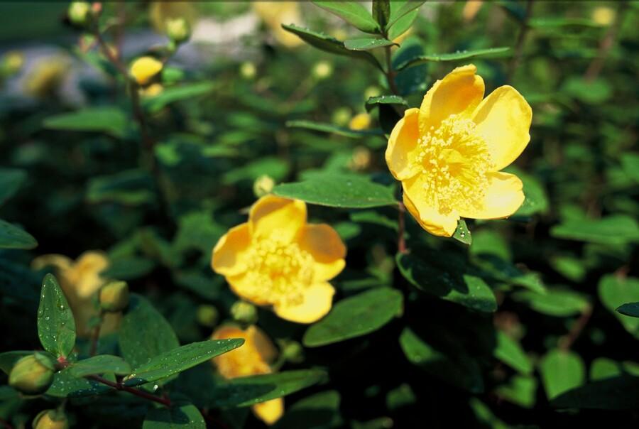 60x Hypericum dummeri 'Peter Dummer' - ↕10-25cm - Ø9cm