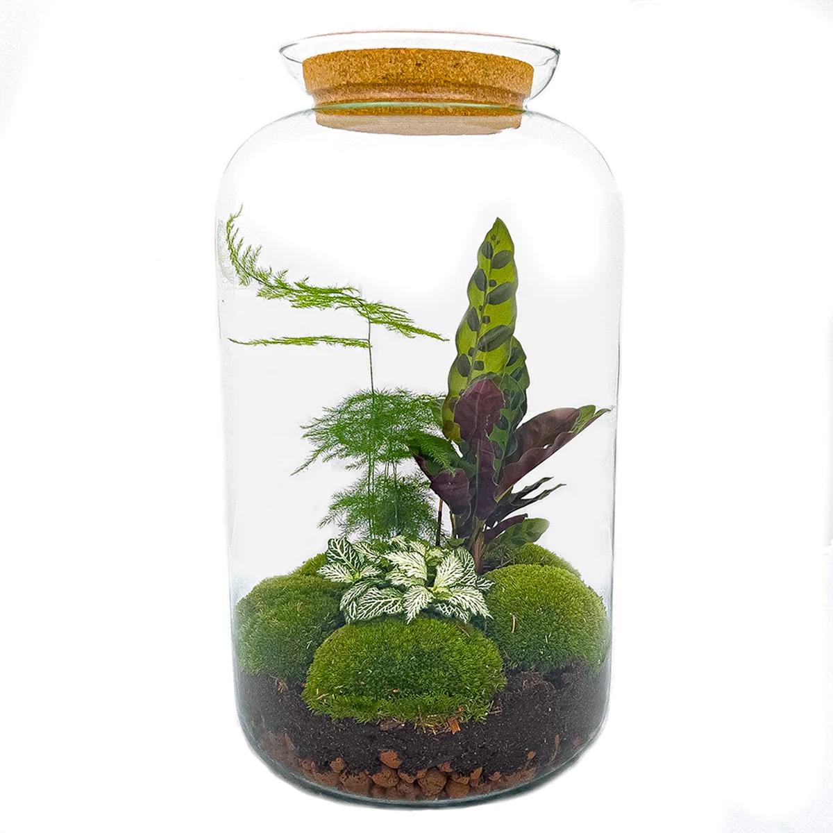 DIY Plant terrarium with light - Sven XL Botanical - Ø 23 cm ↑ 43 cm - Rake + Shovel + Tweezer + Scissors