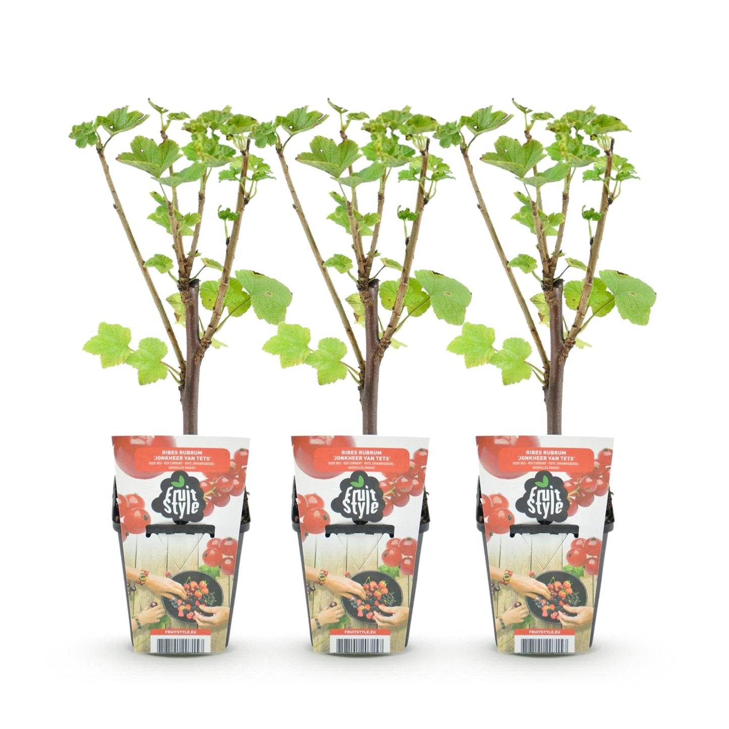 Green boutiQ - Fruitplanten - Rode Bes - Ribes rubrum Jonkheer van Tets  - Winterhard - 3 Planten - Pot 9 cm - Rode Bes