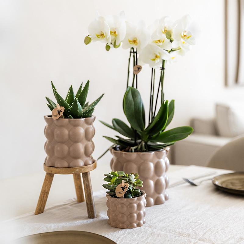 Kolibri Orchids | Set di piante Cotton sabbia | Piante verdi con orchidea Phalaenopsis bianca Ghent in vasi decorativi in ceramica