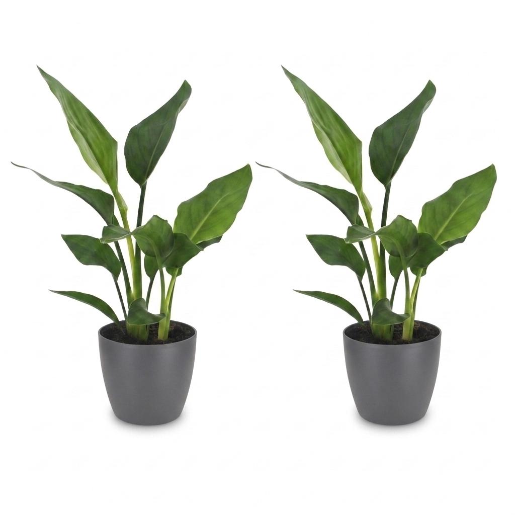 Strelitzia Reginea - Bird of Paradise Flower - 2 Plants - with Grey Pot - Pot 12cm - Height - 35cm
