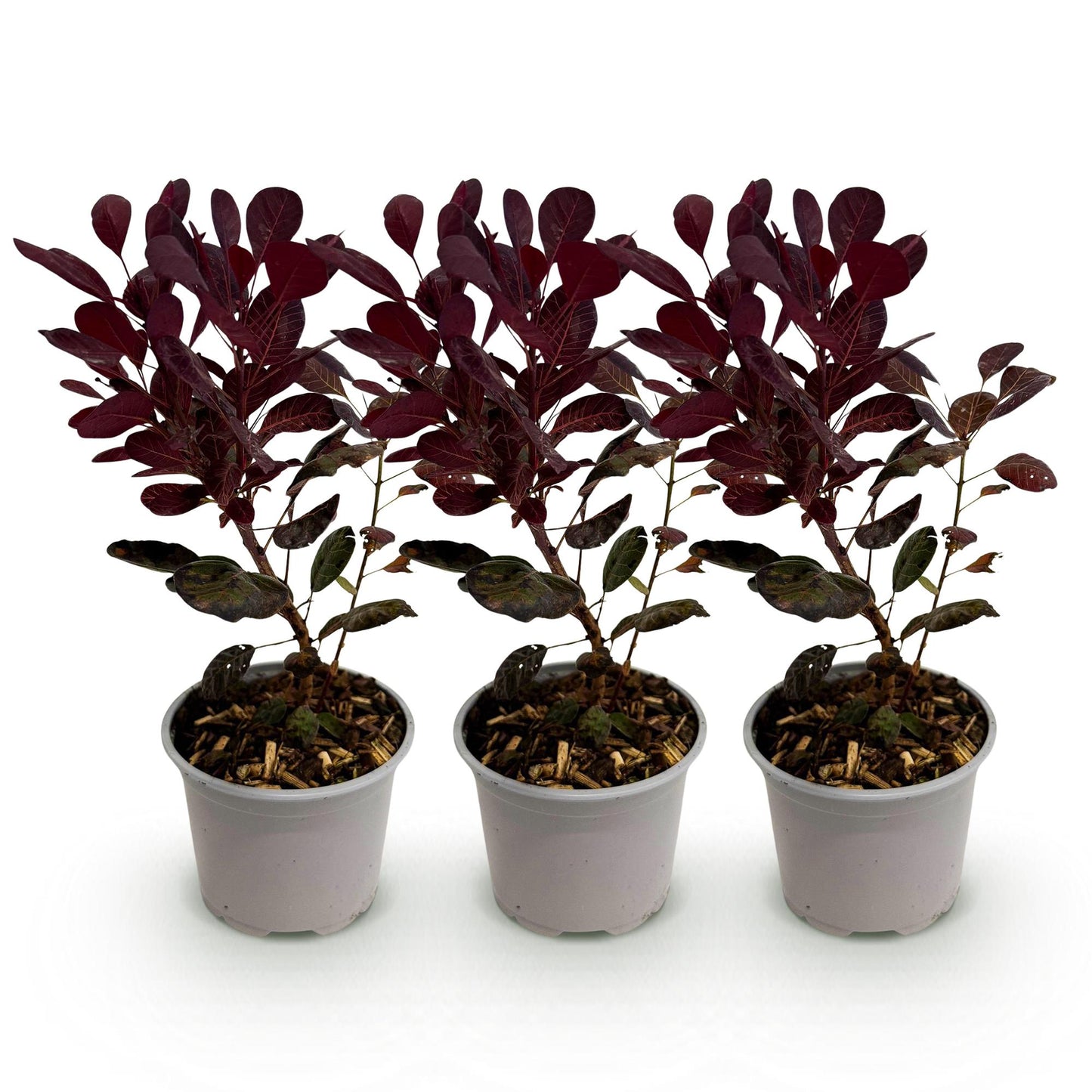 Green boutiQ - Garden plant - Cotinus coggyria Lilla - Purple 3 Plants - Deciduous - Low Maintenance - Pot 12cm Height 35cm