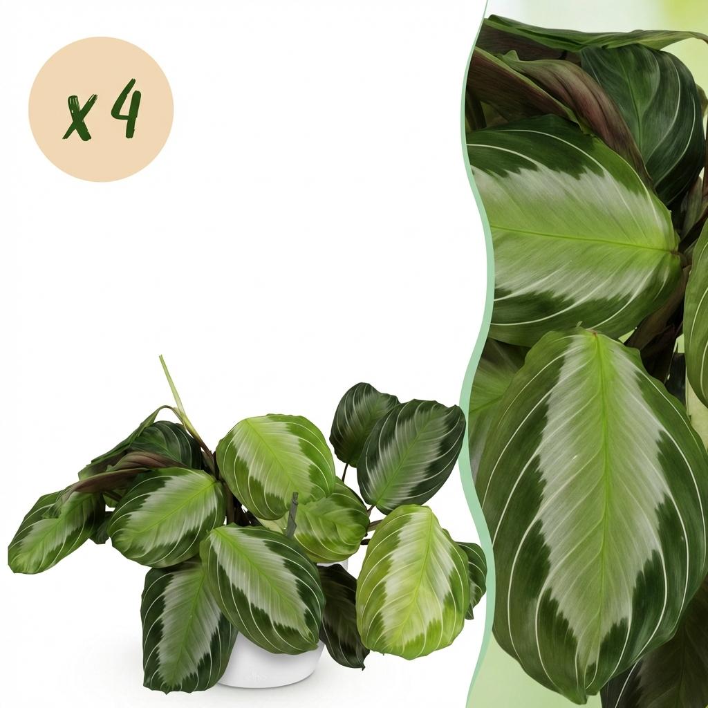 Pianta da interno - Maranta Fascinator Silverband - Pianta della Preghiera - Pianta Pet Friendly - Verde - 4 Piante - con Vaso Bianco - Vaso 12cm - Altezza 25cm