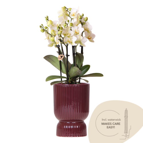 Kolibri Orchids | Orchidea bianca Lausanne + vaso ornamentale rosso Diabolo | incl. riserva d'acqua | dimensione vaso Ø9cm | pianta da appartamento in fiore – fresca dal coltivatore