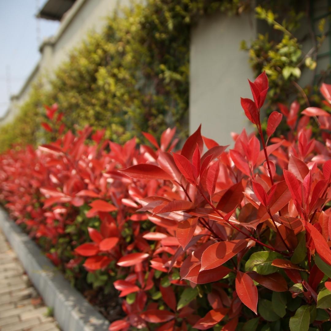 Grandi Photinia per 10 metri lineari di siepe | - 12L - 20x | ↨ 125-150 cm - Carré Rouge
