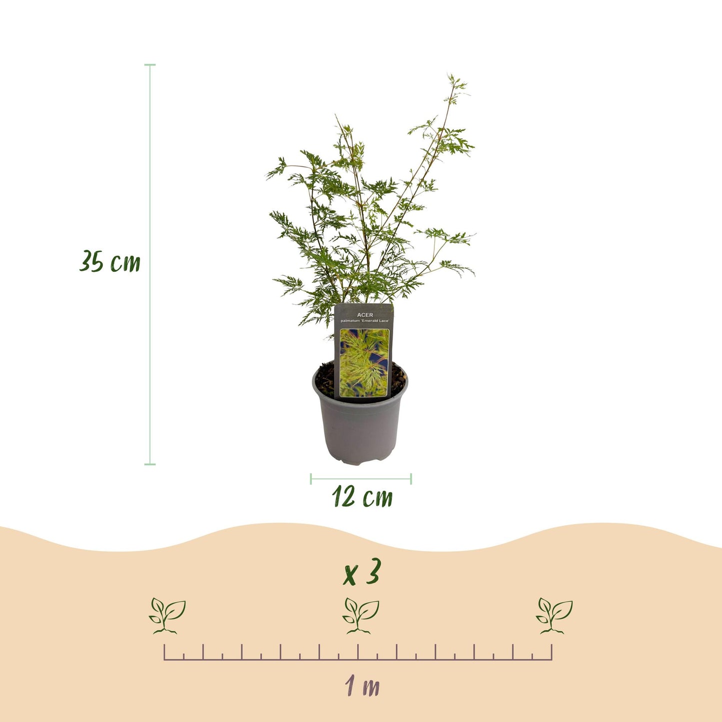 Green boutiQ - Garden Plant - Acer palmatum Emerald Lace - Green - 3 Plants - Deciduous - Low Maintenance - Pot 12cm Height 35cm