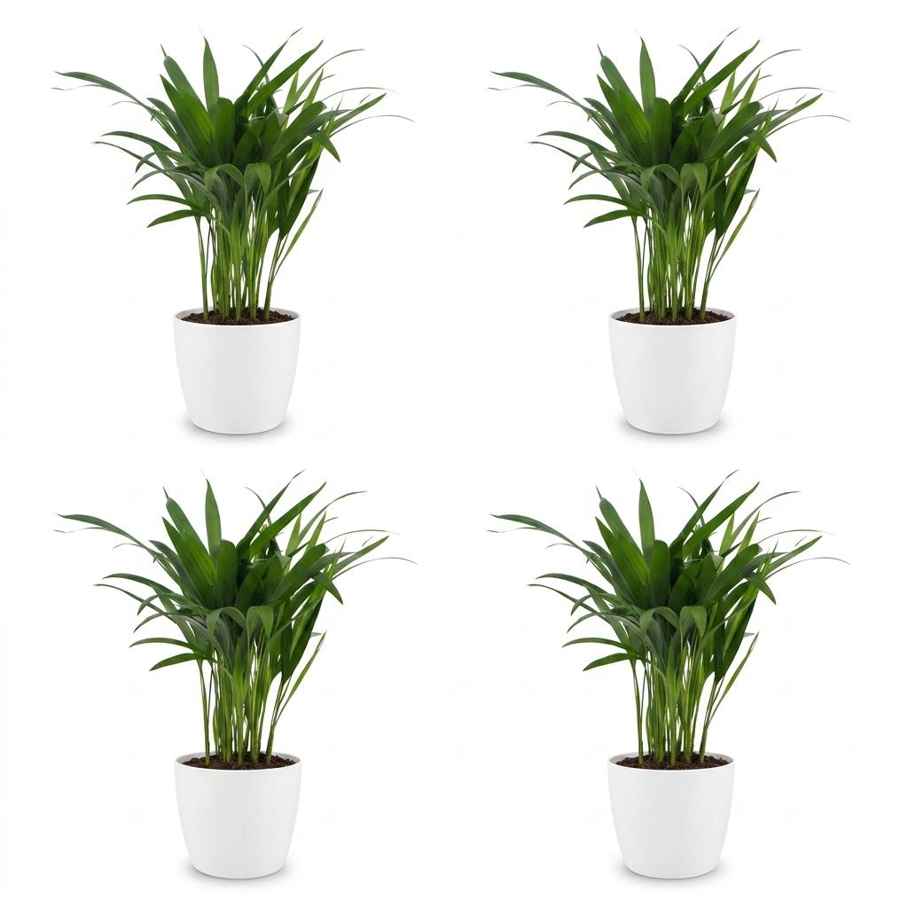 Green boutiQ - Areca Lutescens - Areca Palm - 4 Plants - with Potter Wit - Pot 12cm - Height - 45cm