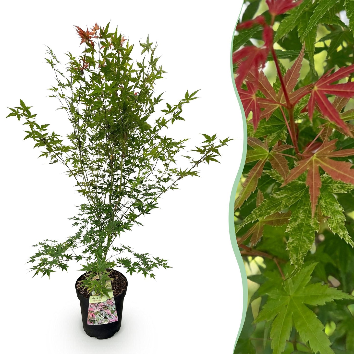 Garden plant - Acer palmatum Phoenix - Japanese Maple - Deciduous - Green - Red - 1 - Pot 26cm - Height 90cm