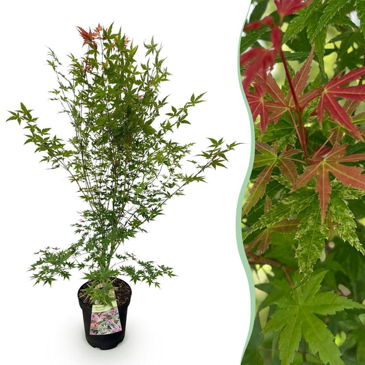 Garden plant - Acer palmatum Phoenix - Japanese Maple - Deciduous - Green - Red - 1 - Pot 26cm - Height 90cm
