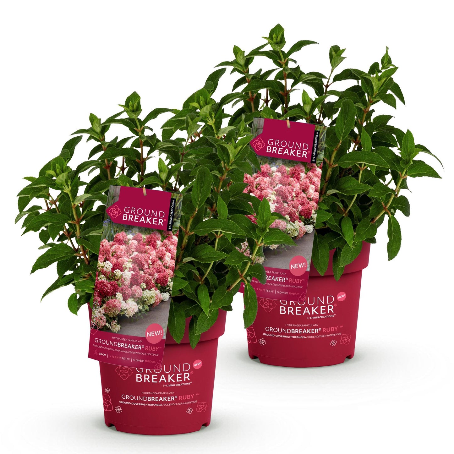 Green boutiQ - Garden Plant - Hydrangea paniculata Groundbreaker Ruby - Panicle Hydrangea - Hardy - Red - 2 Plants - 14cm Pot - 20-25cm Height