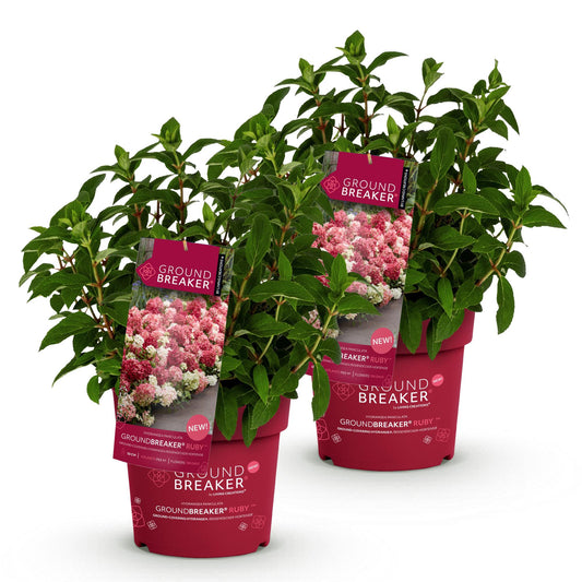 Green boutiQ - Garden Plant - Hydrangea panniculata Groundbreaker Ruby - Panicle Hydrangea - Hardy - Red - 2 Plants - Pot 14cm - Height 20-25cm