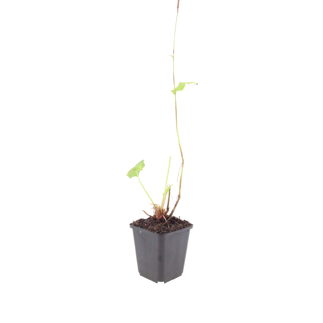 6x Persicaria a. 'Speciosa' - ↕10-25cm - Ø9cm