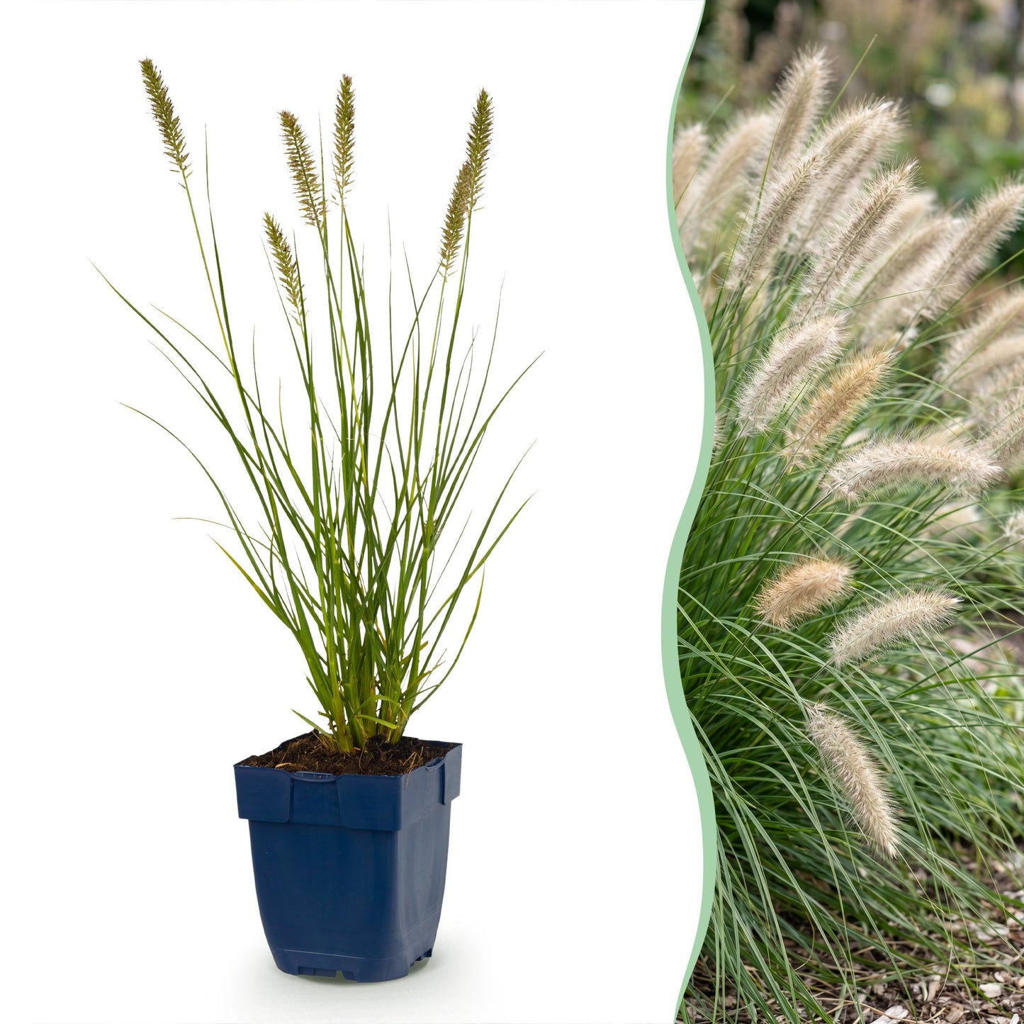 Grassen - Pennisetum alop. Hameln - Lampenpoetsergras - Met Pluim - Groen - 12 Planten - Pot 11cm - Hoogte 15-25cm