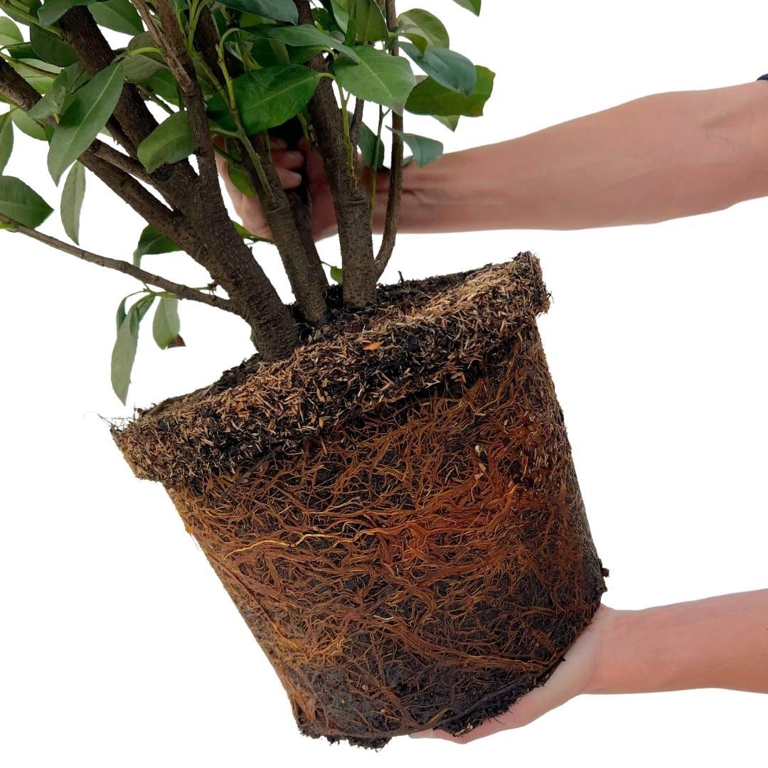Grandi piante di Lauroceraso Obelisco per 10 metri lineari di siepe | - 12L - 25 x | ↨ 100-125 cm