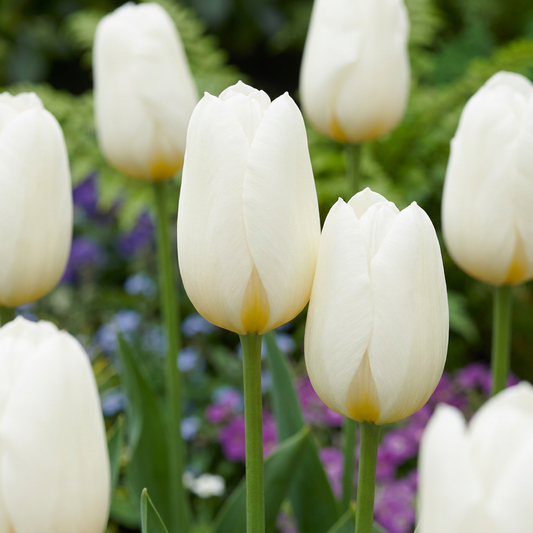 120x Tulipa Triumph White - Triumph Tulip - White - Spring Flowering - Bulb Size 11/12