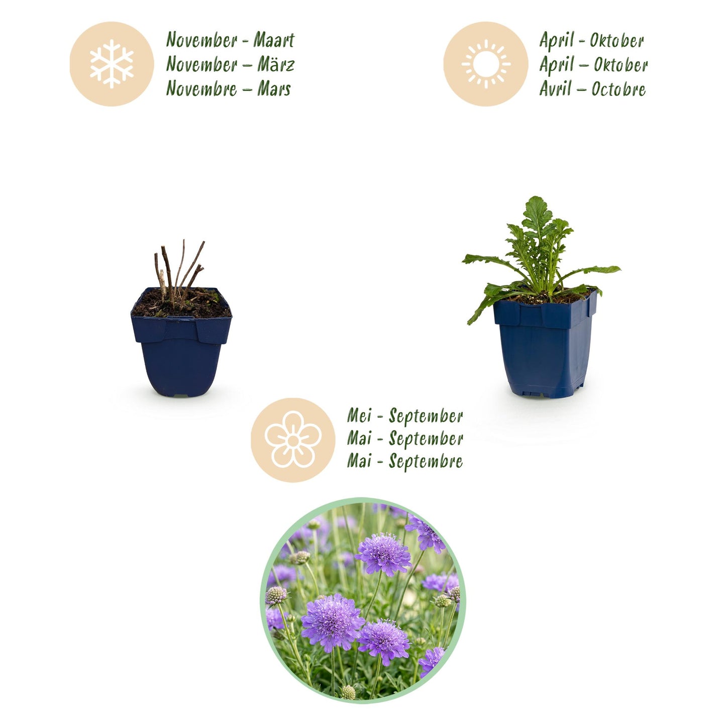 Vasteplant - Scabiosa col. Butterfly Blue - Duifkruid - Bijen en Vlinderlokkers - Paars - 12 Planten - Pot 11cm - Hoogte 15-25cm