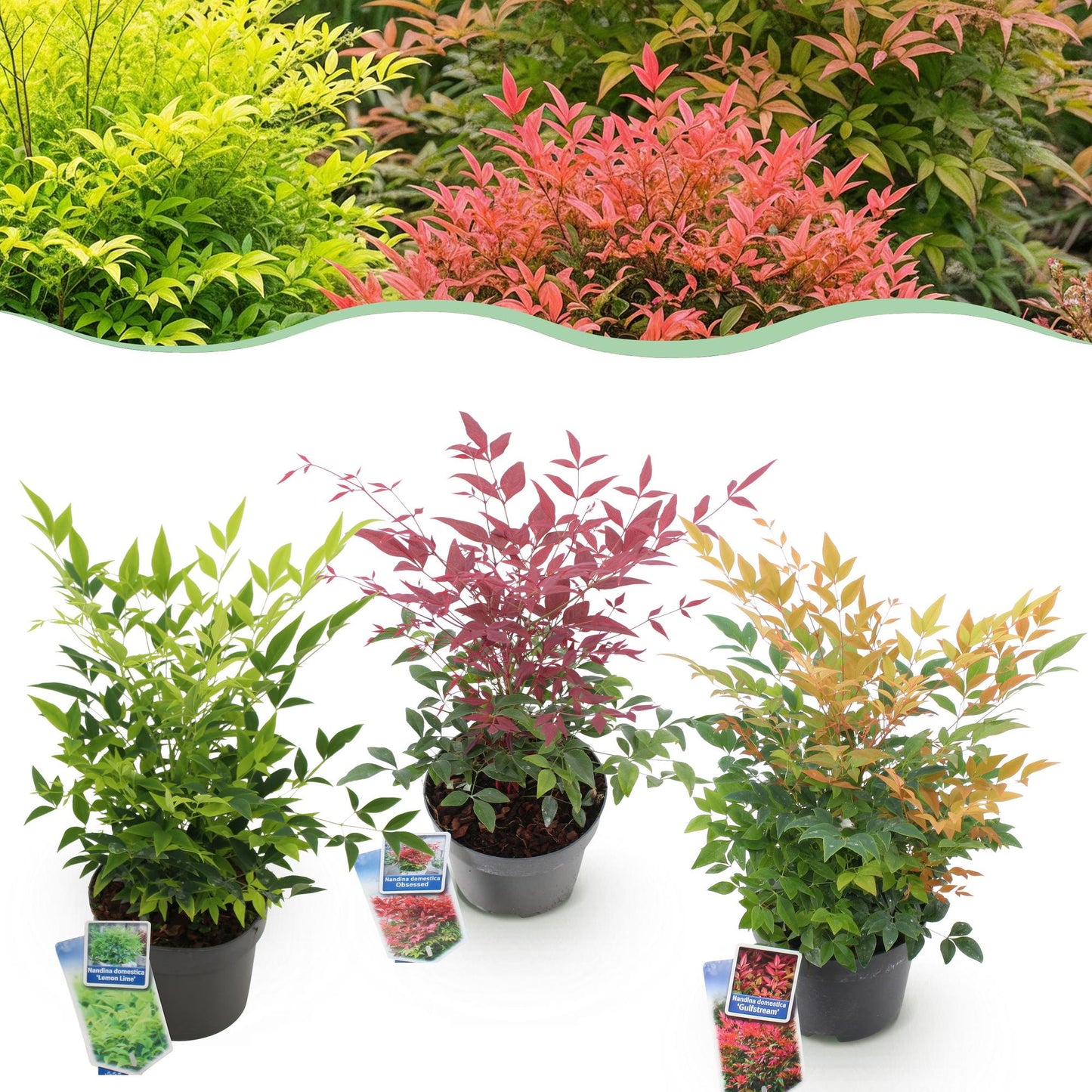Green boutiQ - Pianta da giardino - Nandina tricolore - Giallo, rosso e arancione - 3 piante - Sempreverde - Bassa manutenzione - Vaso 17 cm Altezza 45 cm