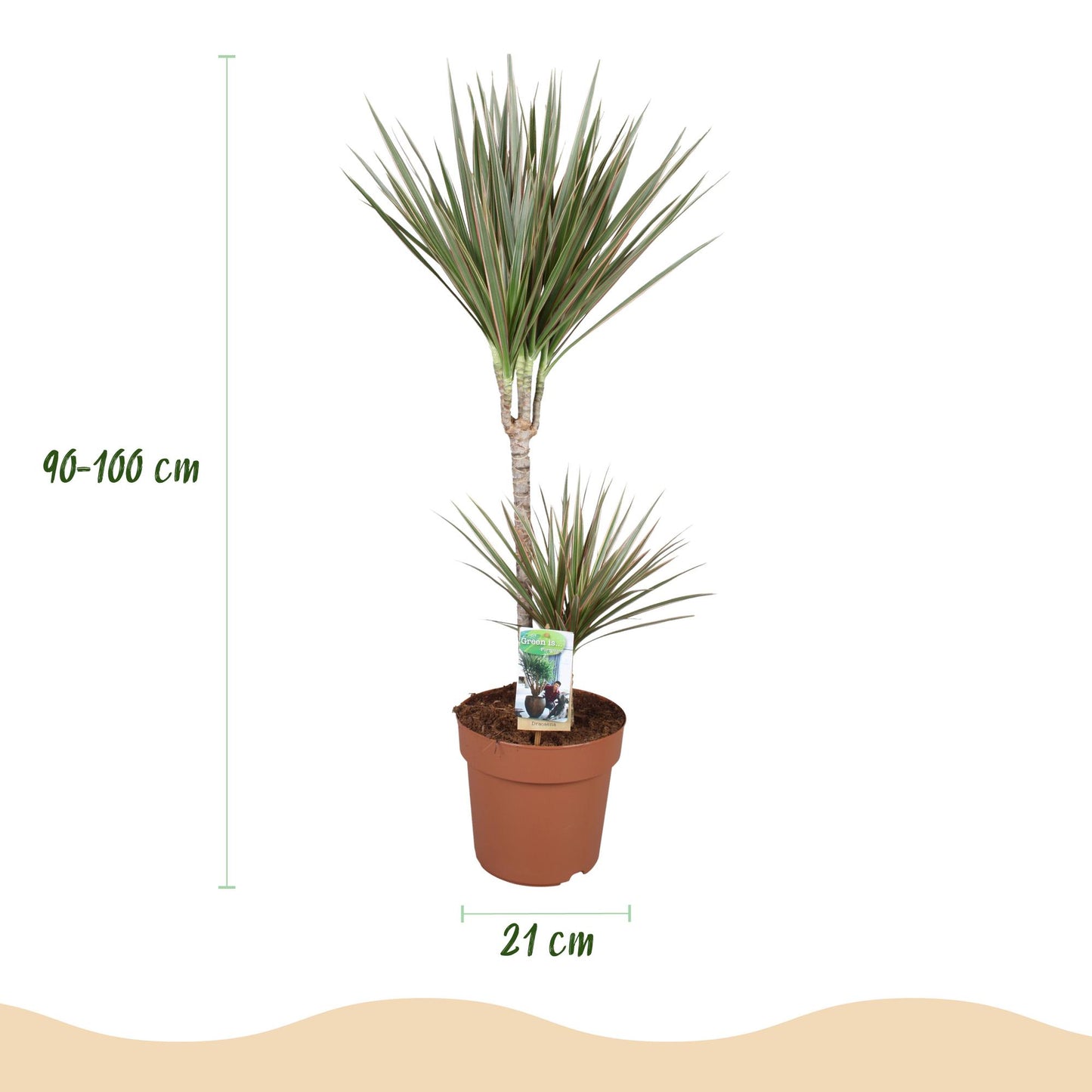 Green is... Indoor plants - Dracaena Marginata Bicolor - Dragon Tree - Low maintenance - Green - 1 Plant - Pot 21cm - Height 90-100cm