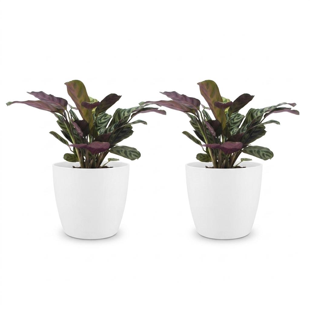 Ctenanthe Burle-Marxii - Fishbone Prayer Plant - 2 Plants - with White Pot - Pot 12cm - Height 30cm