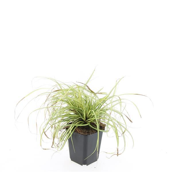 48x Carex oshim. 'Evergold' - ↕10-25cm - Ø9cm