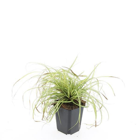 48x Carex oshim. 'Evergold' - ↕10-25cm - Ø9cm