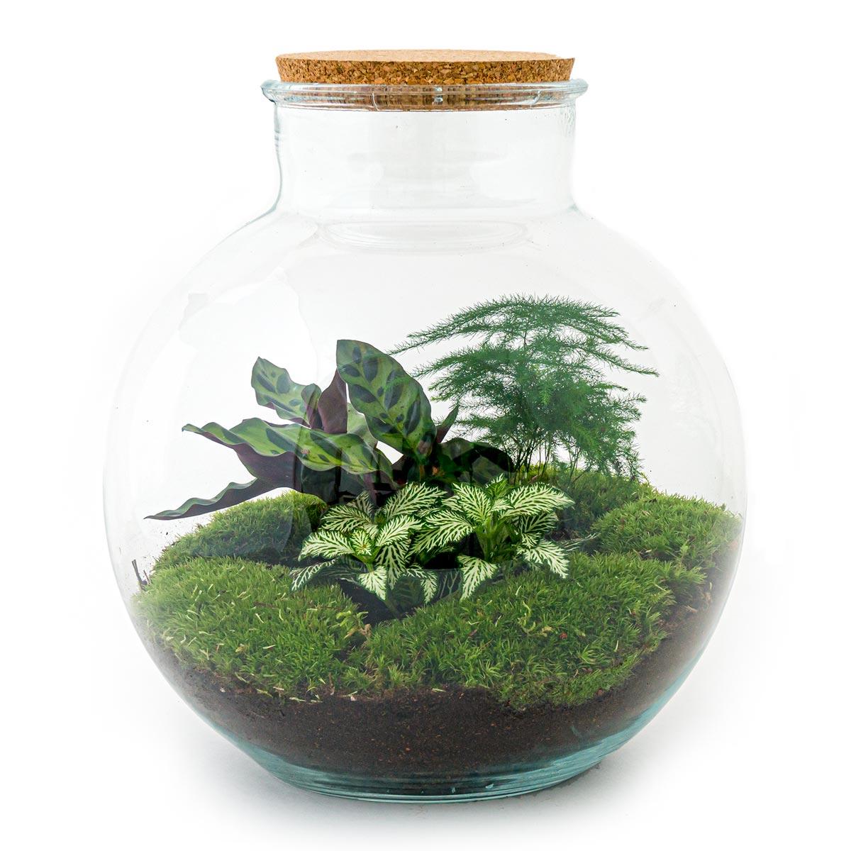 DIY Plant terrarium (with lighting) - Bolder Bob - Ø 31 cm ↑ 30 cm - Rake + Shovel + Tweezer + Scissors