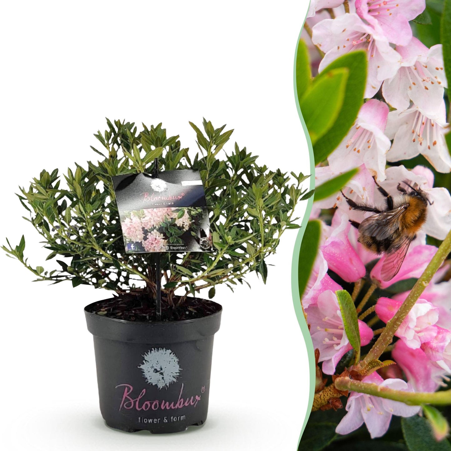 Green boutiQ - Dwarf Rhododendron - Rhododendron Bloombux Light Pink - Flowering Boxwood - Low Maintenance - Light Pink Flower - 1 Plant - Pot 23cm - Height 45-55cm